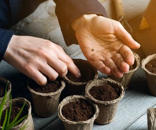 Sowing seeds into pots by hand