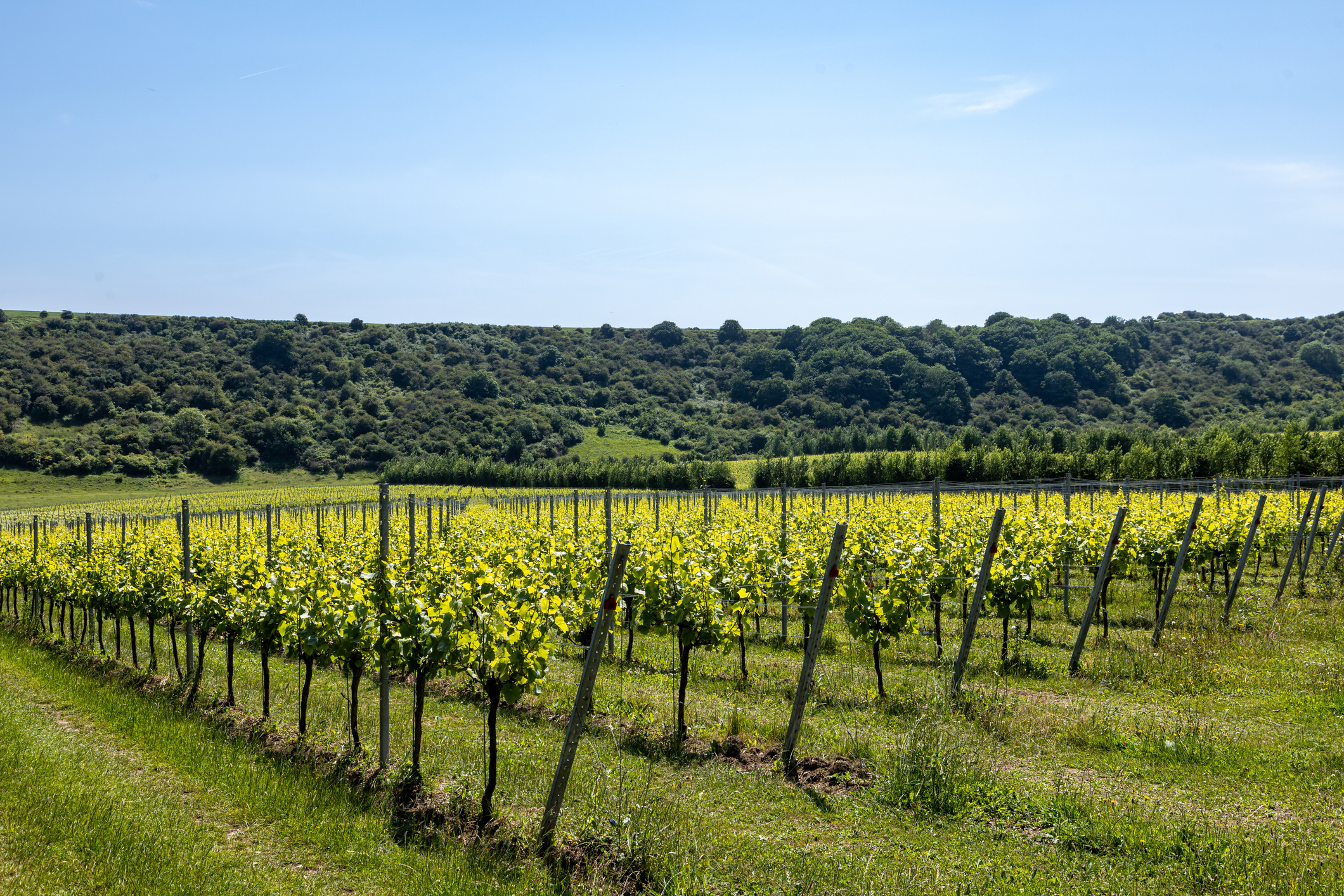 Grape vines in rural Sussex