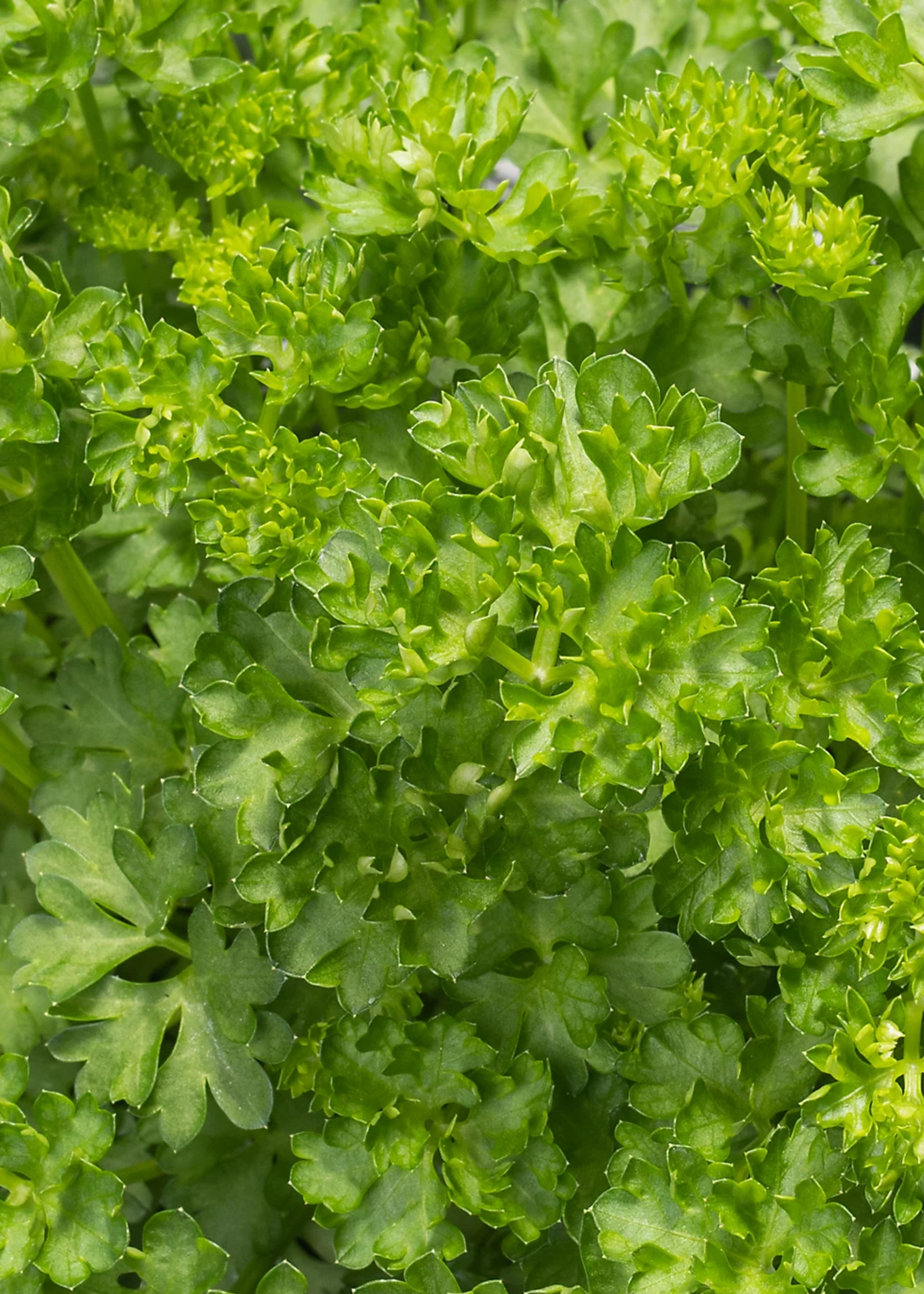 A close-up of parsley leaves