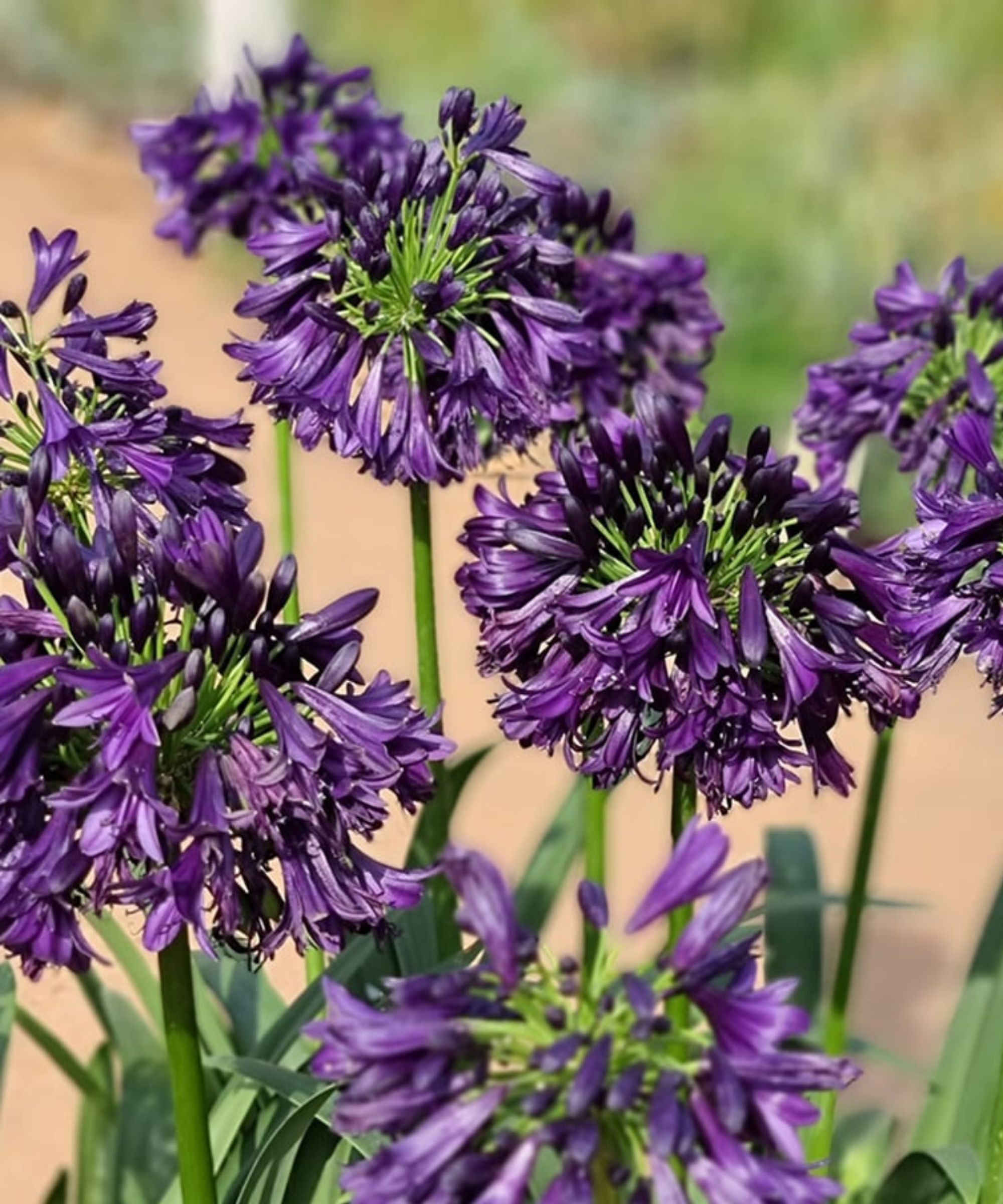 Purple Agapanthus