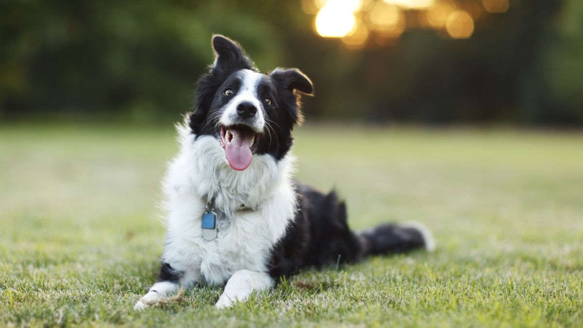 Border collie lying down outside