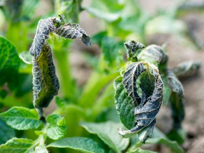 Potato leaves are curled up and withered from frost