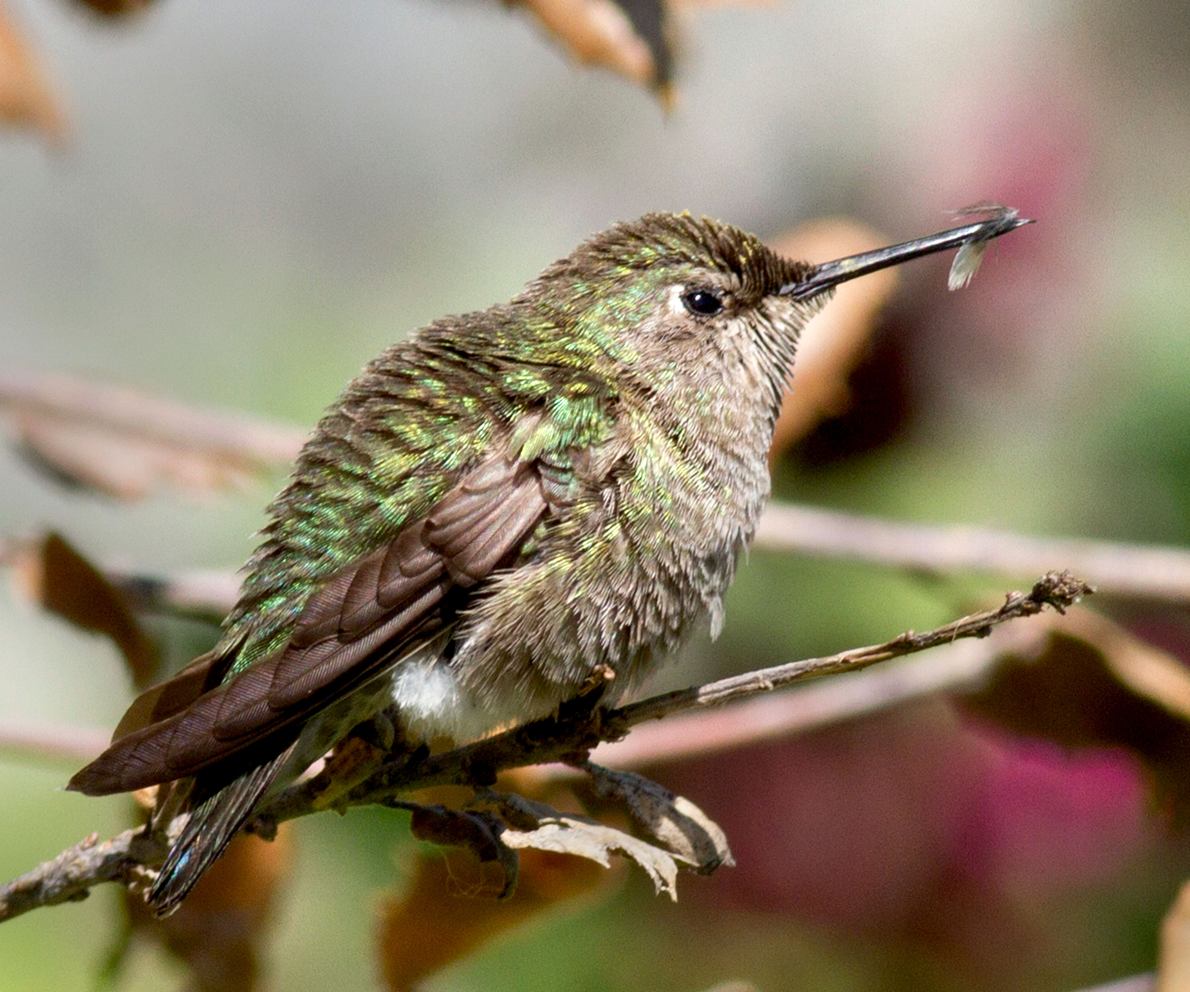hummingbird sitting on branch with winged insect in its beak