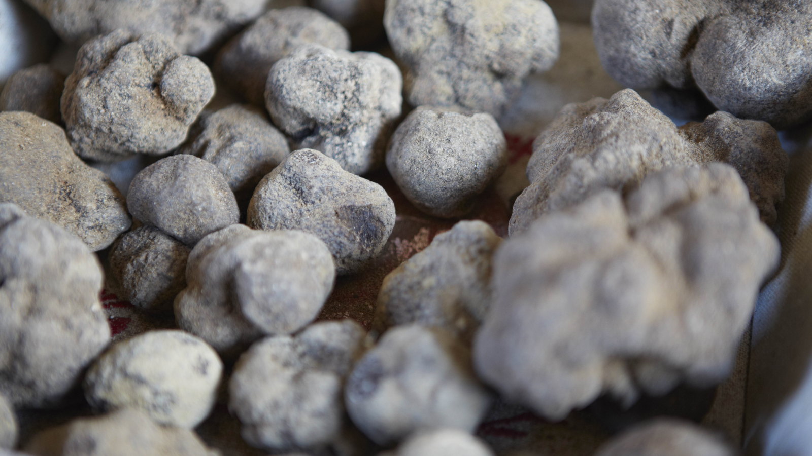 A pile of freshly harvested black truffles