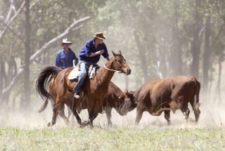 Prince Harry on horseback mustering herd bulls