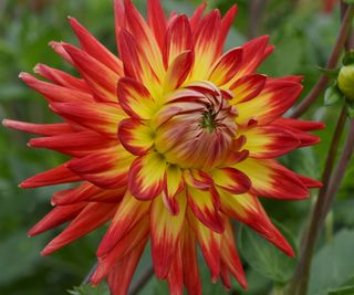 cactus dahlia karma bon bini in bloom