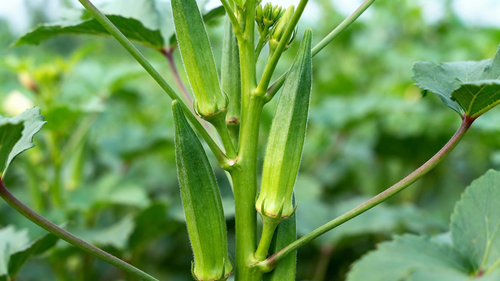 Green okra plant