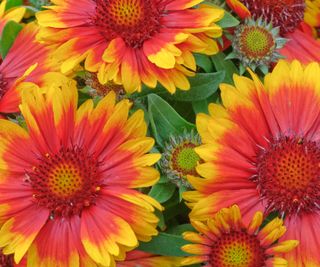 blanket flowers close up