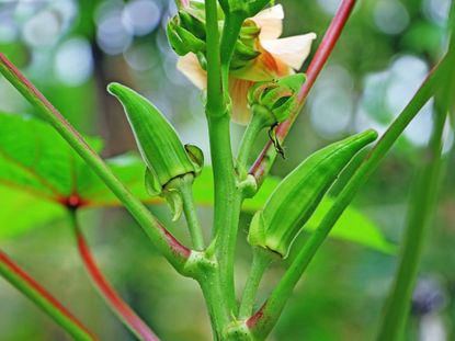 Okra Plant With Mosaic Virus