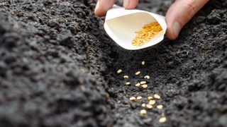 picture of person sowing seeds in soil