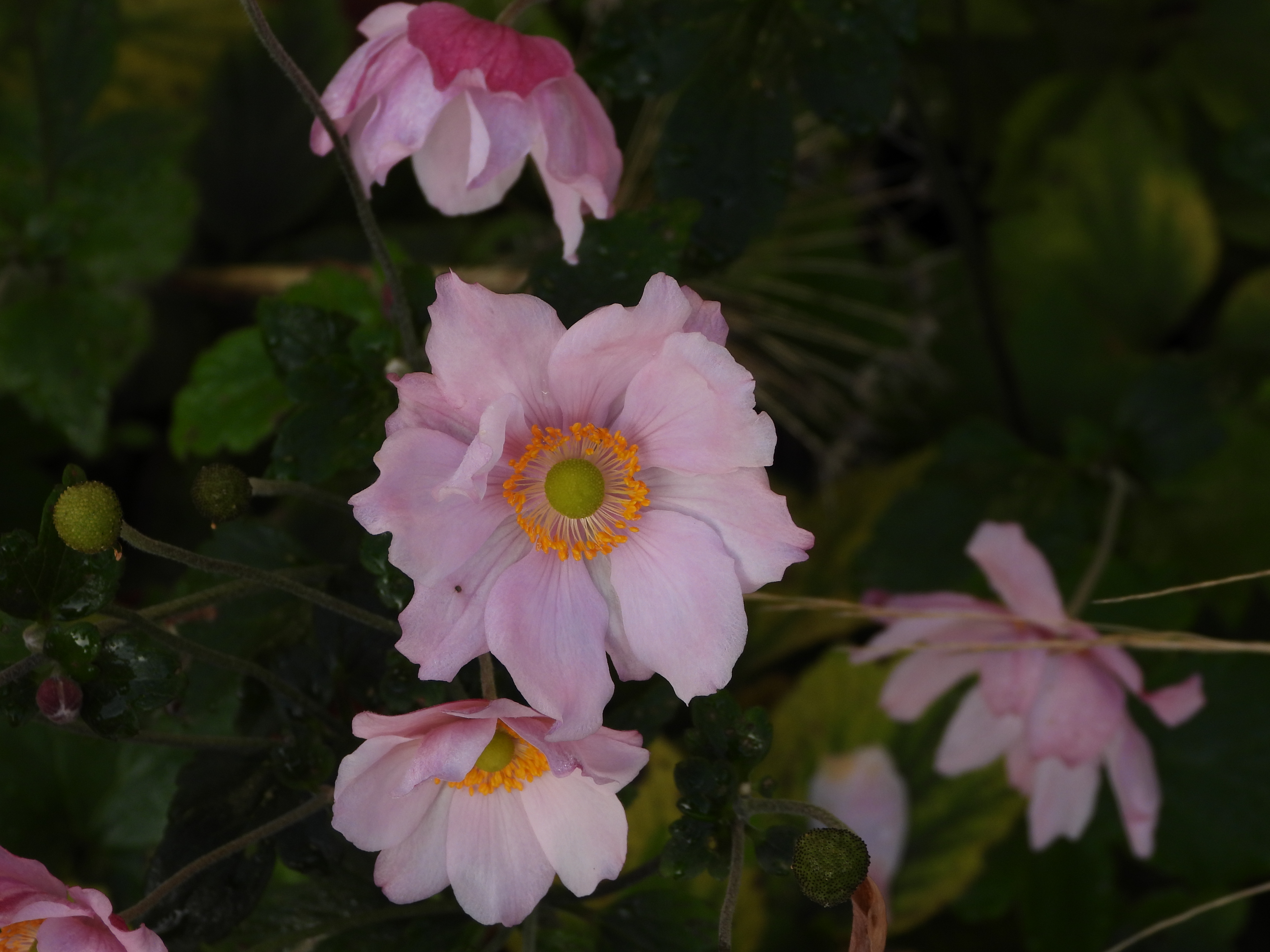 A photo taken on a Nikon Coolpix P1100 digital camera
