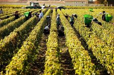 bordeaux harvest