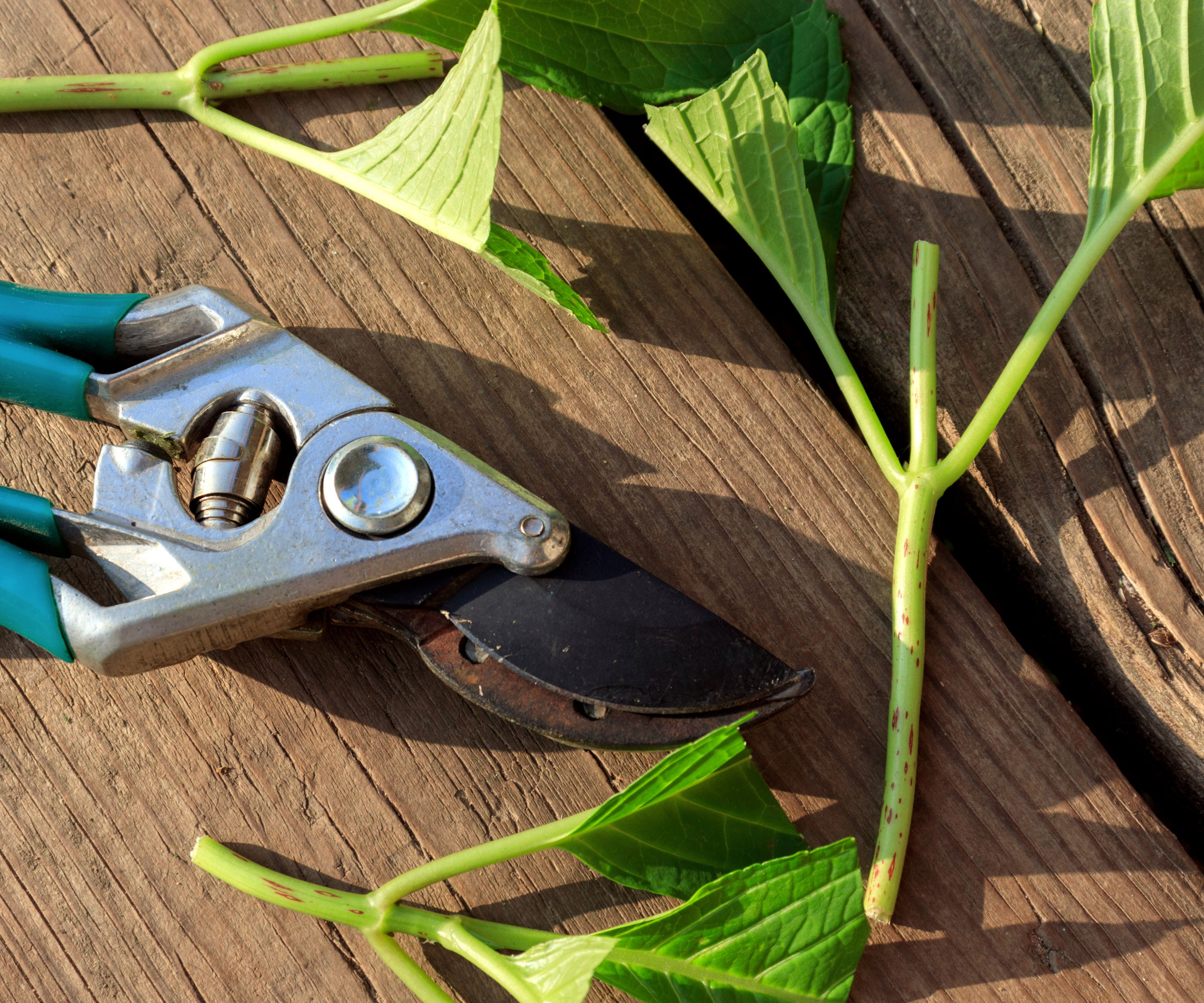 hydrangea cutting being trimmed with blue snips