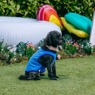 dog wearing ice blue dog vest in garden