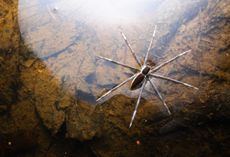 The spiders use their enormous legs to float and hunt their prey across water. Credit: Getty