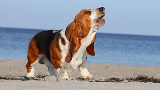 Basset hound barking