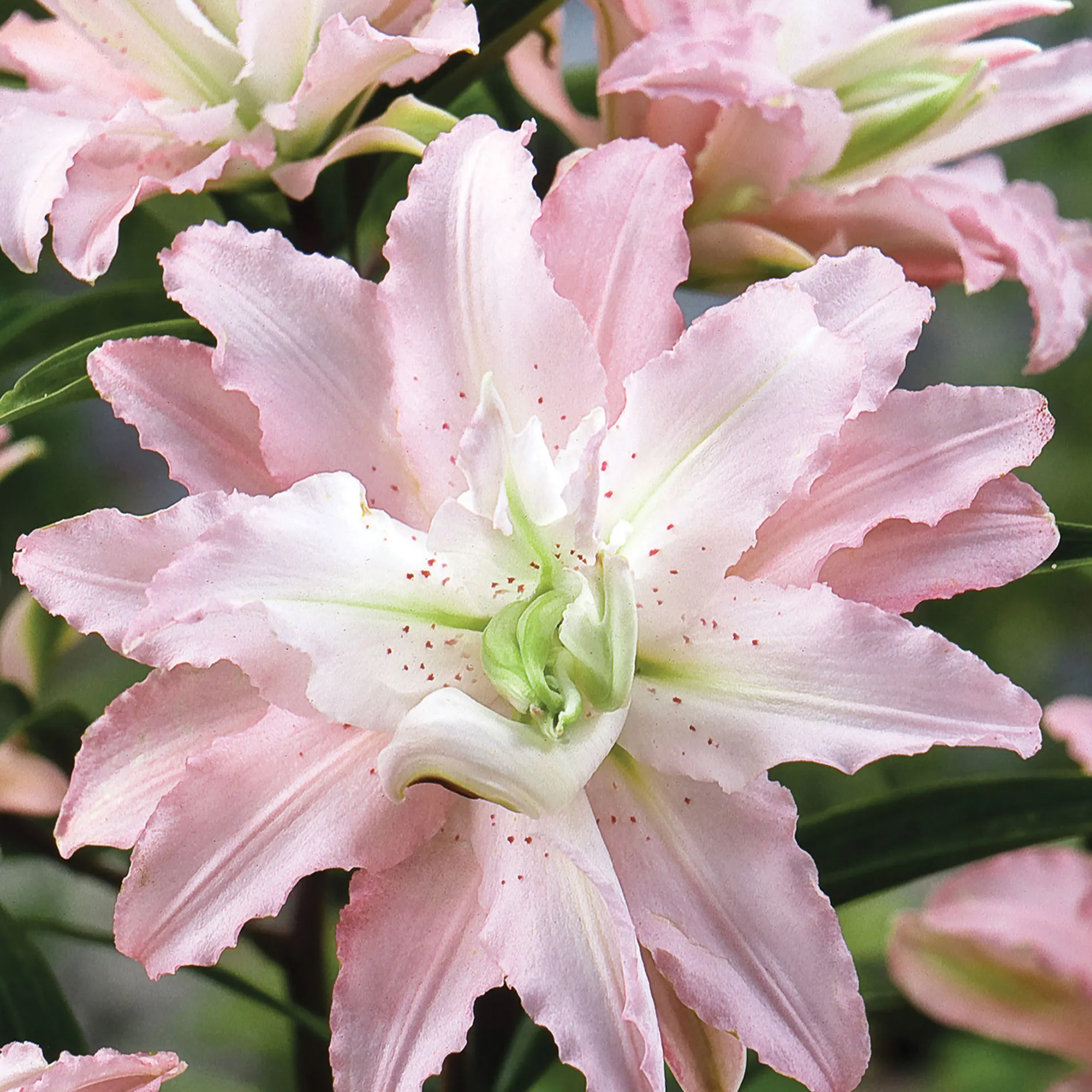 Soft Music Oriental Rose Lily