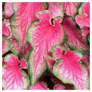 A close-up of pink and green hosta leaves