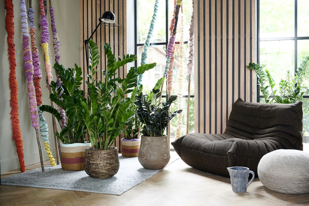 zz plants in a modern living room