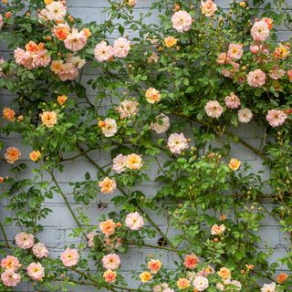 Apricot-pink flowers of Sarah Raven's Rosa 'Phyllis Bide' rambling roses