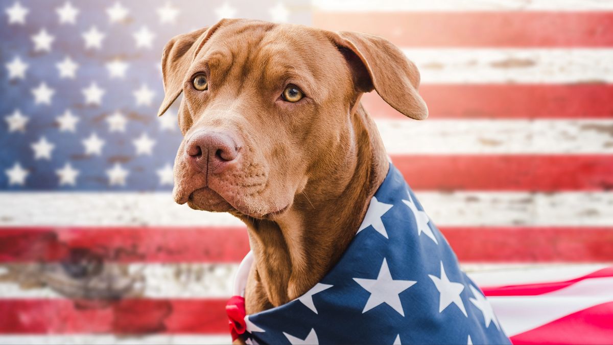 Brown dog with USA flag behind