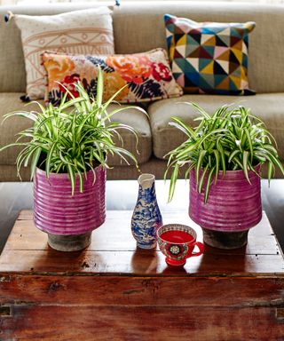 two houseplants in pots on a coffee table