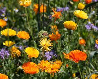 Colorful flowers of a patch of Calendulas, which are hardy annuals