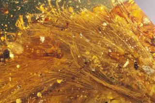 Close-up of the feathered dinosaur tail in amber, with associated inclusions, such as insects.