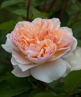 fragrant rose rosa evelyn