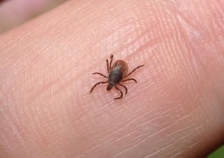 Why Do Ticks Spread So Many Diseases? | Live Science