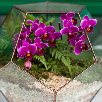 Orchid and fern terrarium