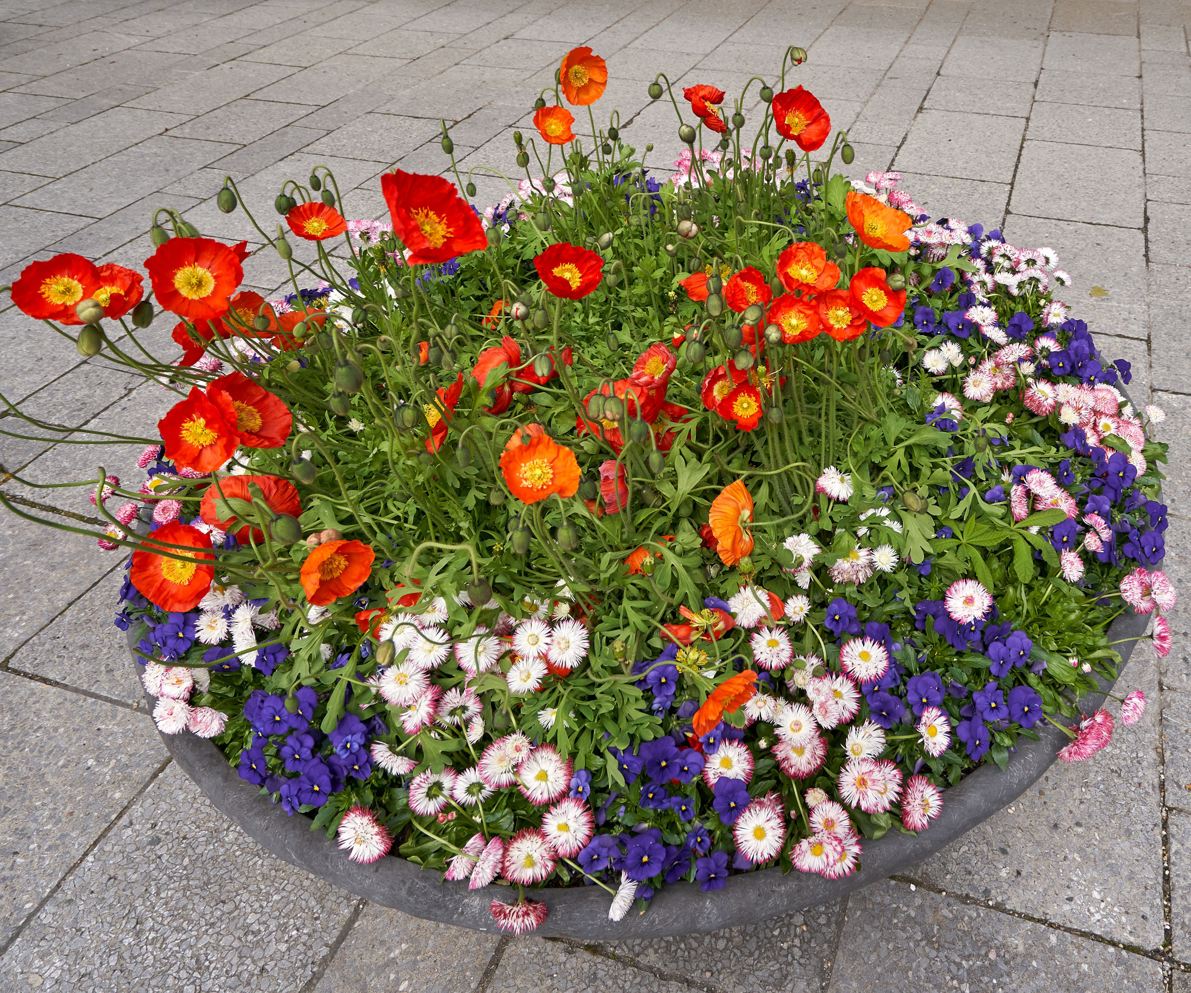 poppies and daisies growing in large pot