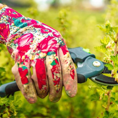 A hand in a floral garden glove pruning a plant with pruners