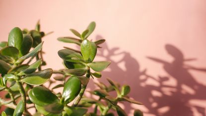 A closeup of a jade plant against a pink background