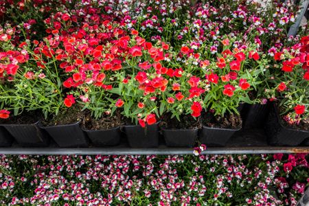 nemesia propagation