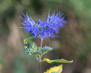 Blue mist or bluebeard shrub