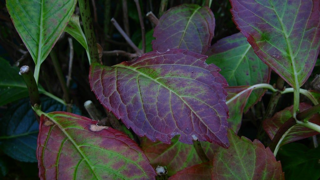 Purple Hydrangea Plant Leaves