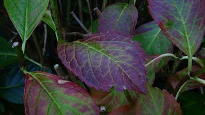 Purple Hydrangea Plant Leaves