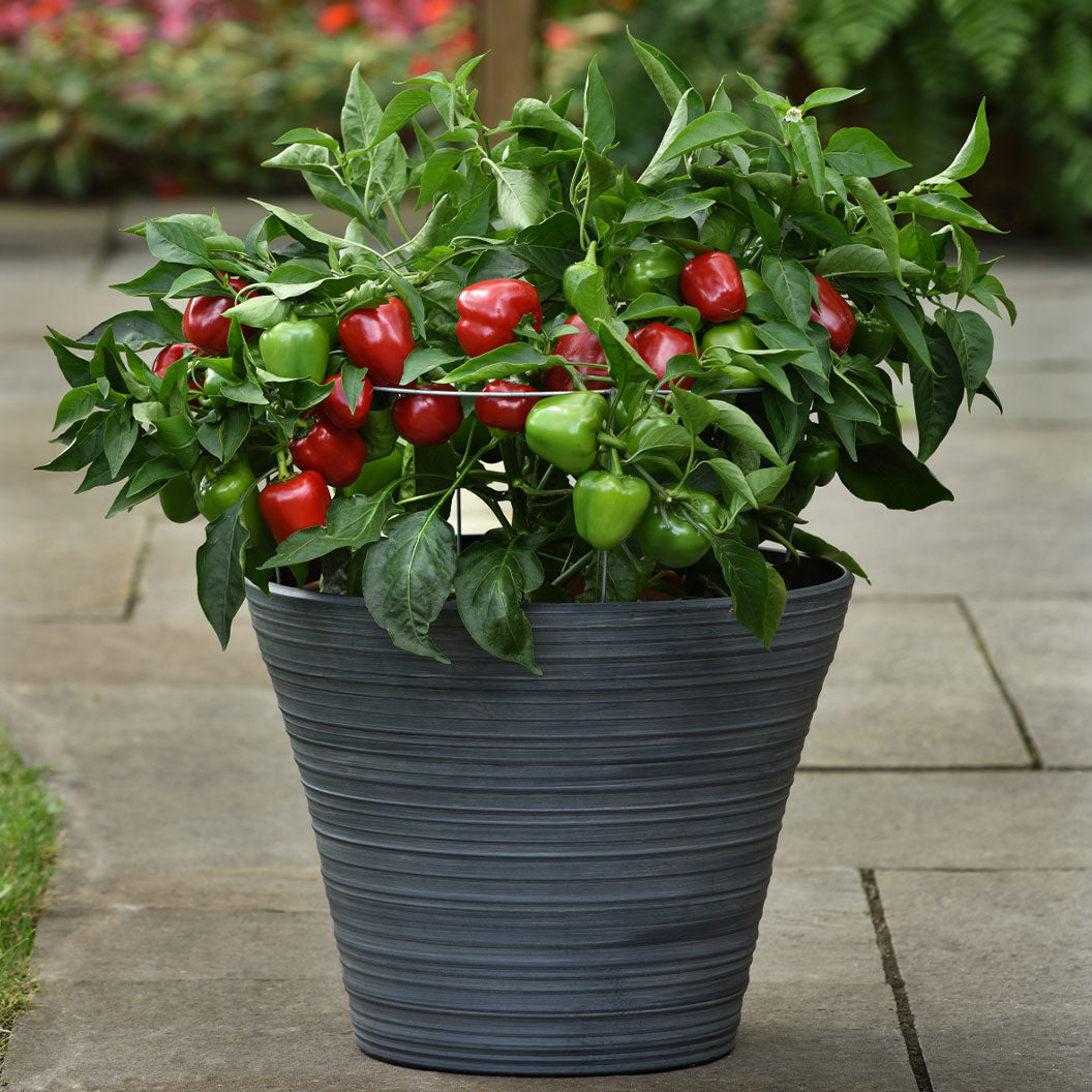 Snackabelle Red Pepper Plant - Usda Organic