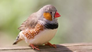 Zebra finch