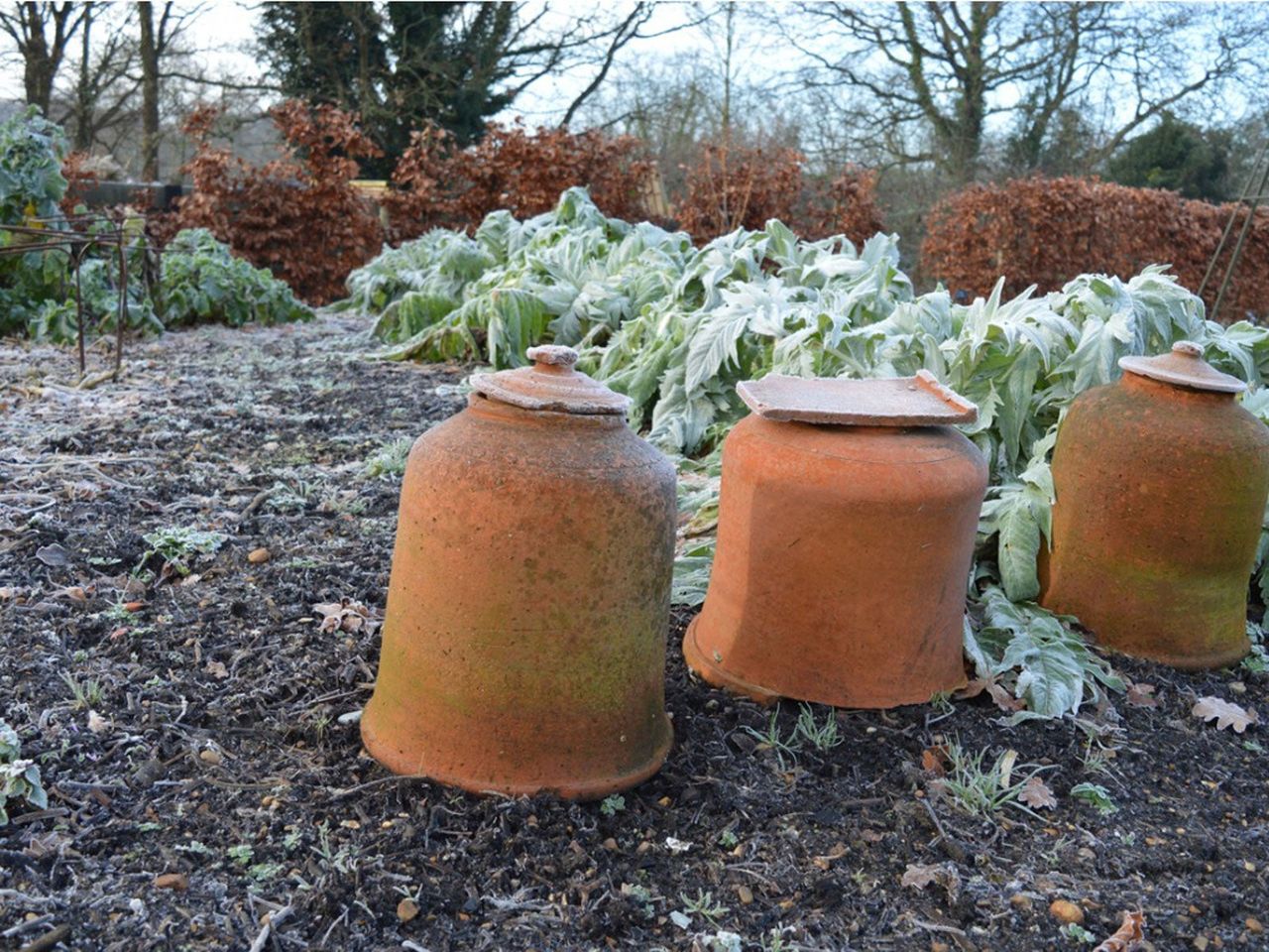 Frosted Over Plants And Pots In The Garden