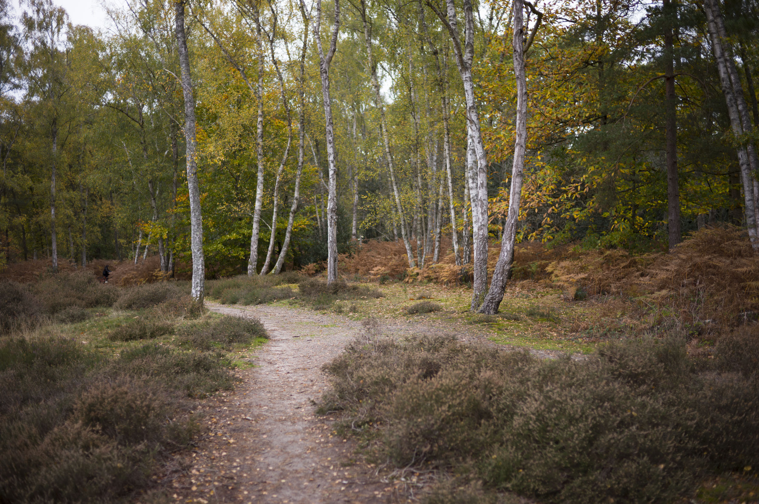 Leica M EV1 sample gallery: autumnal forest