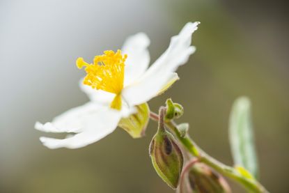 Botanists with a head for heights can spot white rockrose (Helianthemum apenninum) growing on the sides of limestone cliffs. Credit: Steve Nicholls/Naturepl.com