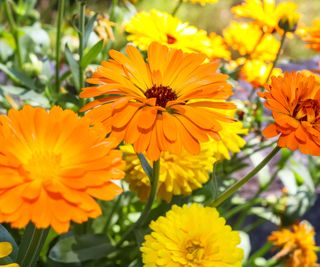 flowering calendula with orange and yellow blooms