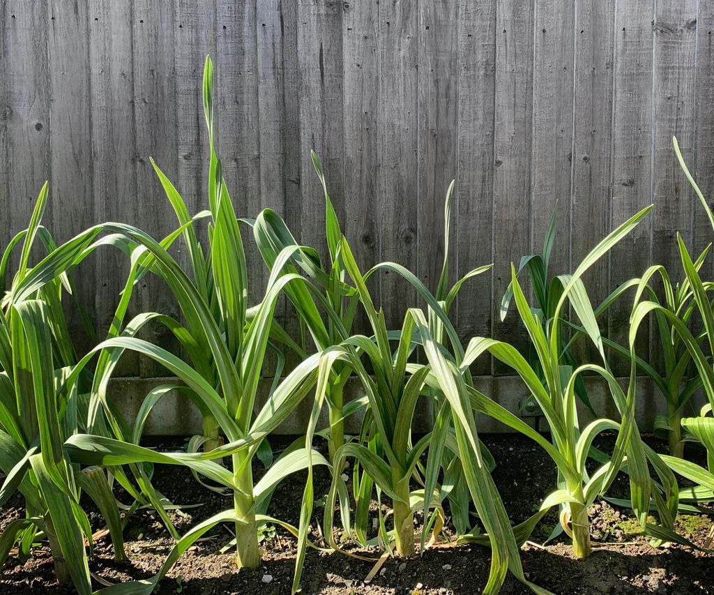 How to grow elephant garlic expert tips for monster bulbs Homes & Gardens