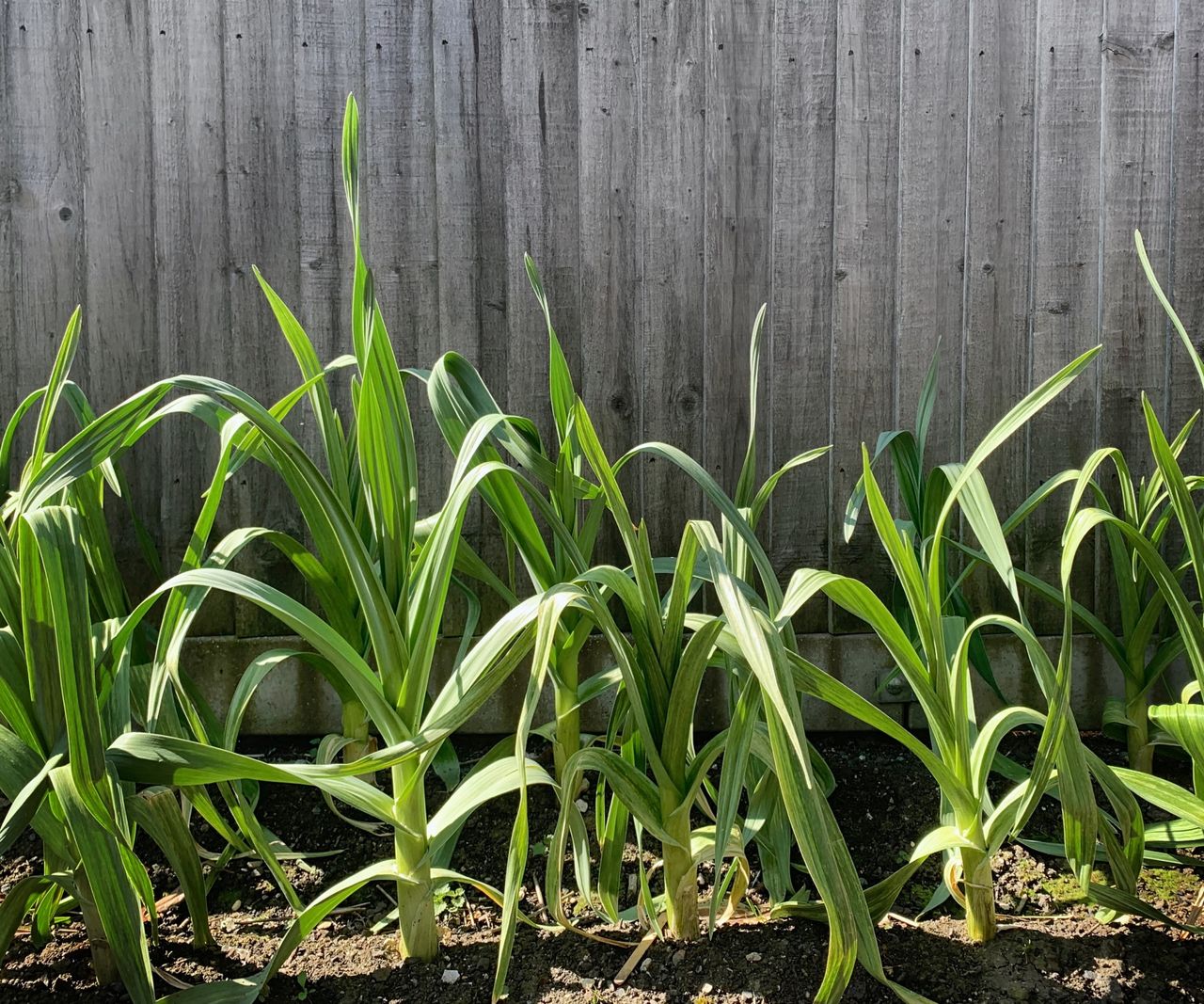 How to grow elephant garlic expert tips for monster bulbs Homes