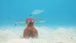 Spy In The Ocean: spy octopus scuttles along the seabed (showing one realistic eye and one camera lens) with a real blacktip shark swimming in the background
