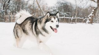 Alaskan malamute walking in the snow