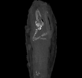 Egyptian fetus mummy CT scan