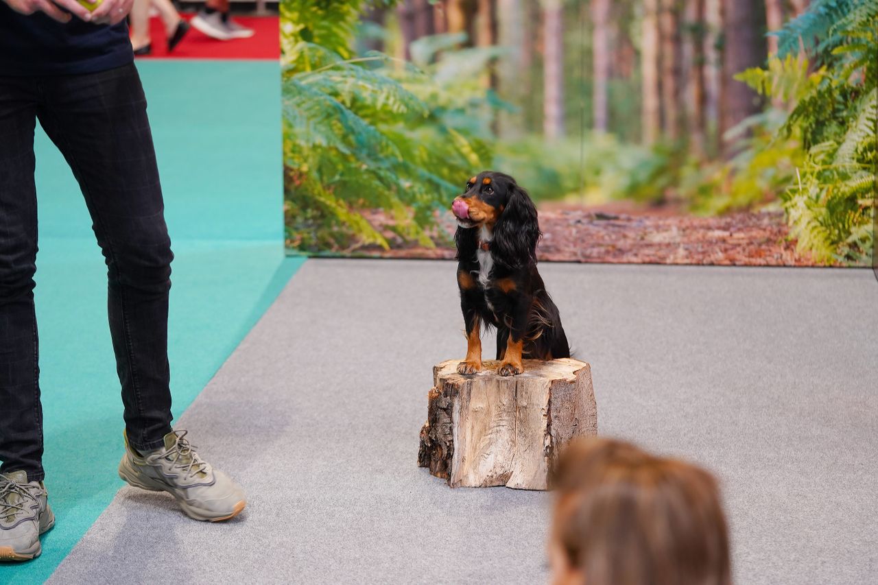 The dogs that stole our hearts at The Photography and Video Show 2022